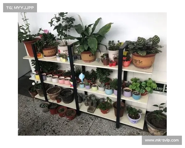 《泰山第一惨案背后的真相：一场权力博弈如何酿成悲剧》(泰山第一山图片)